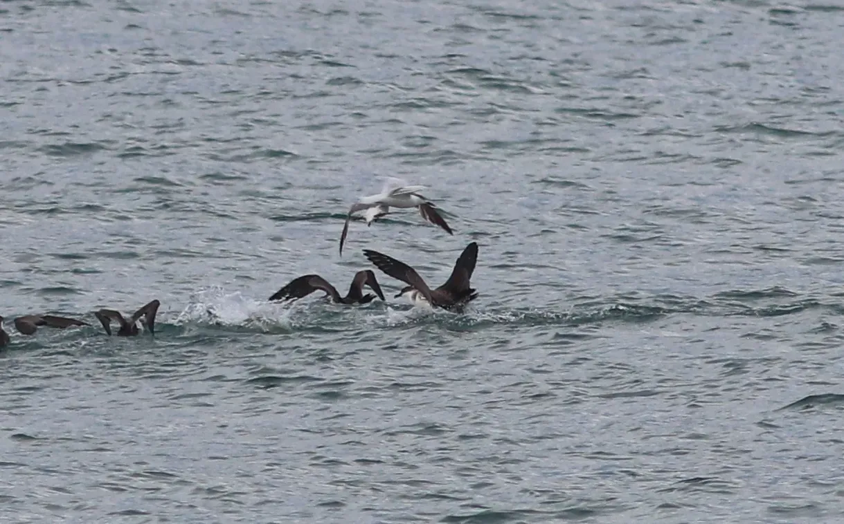 File:Ardenna gravis (Great Shearwaters) & Thalasseus acuflavidus (Cabot's Tern), off Cape Canaveral, Florida 80.jpg