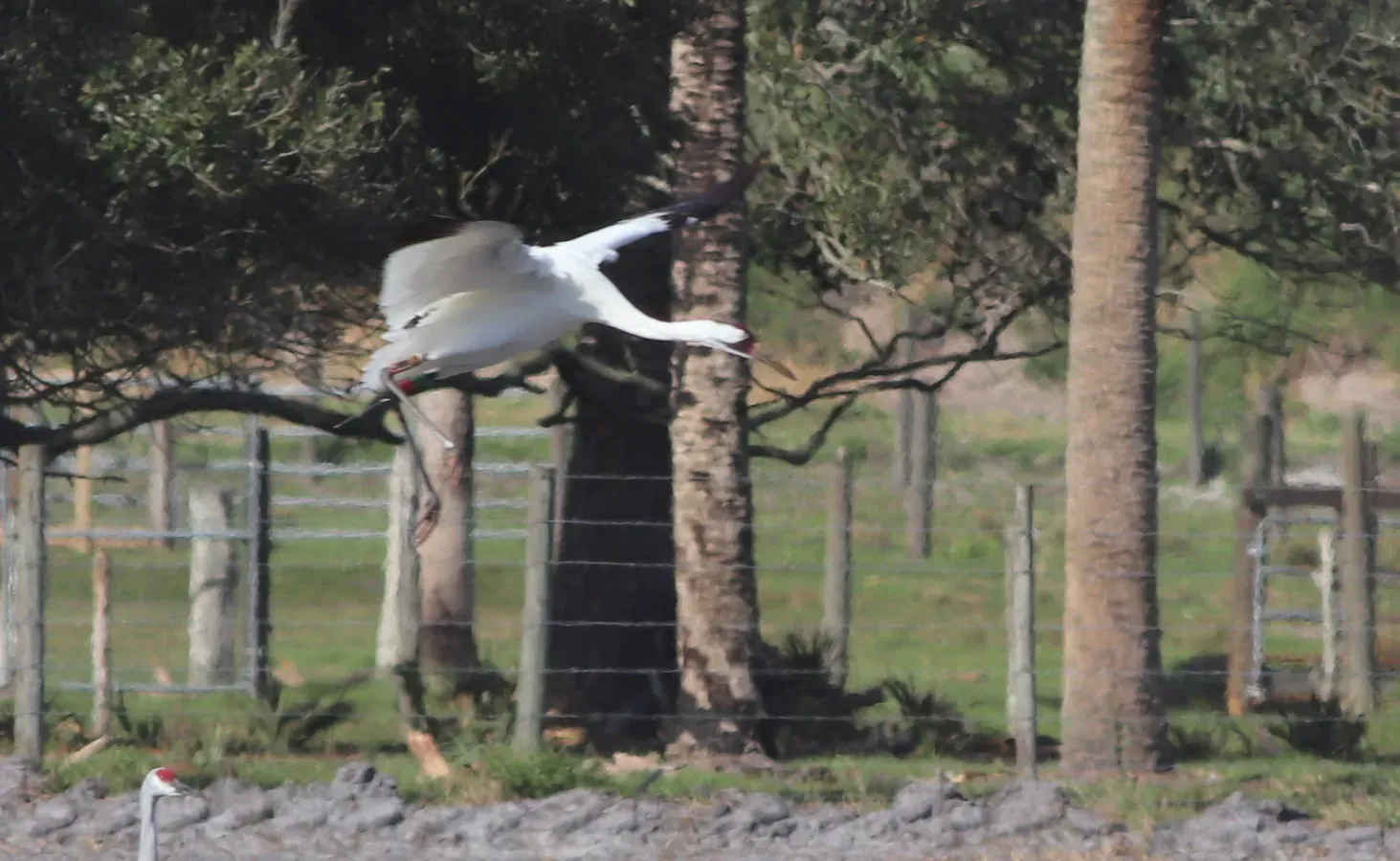 File:Grus americana (Whooping Crane) 01.jpg