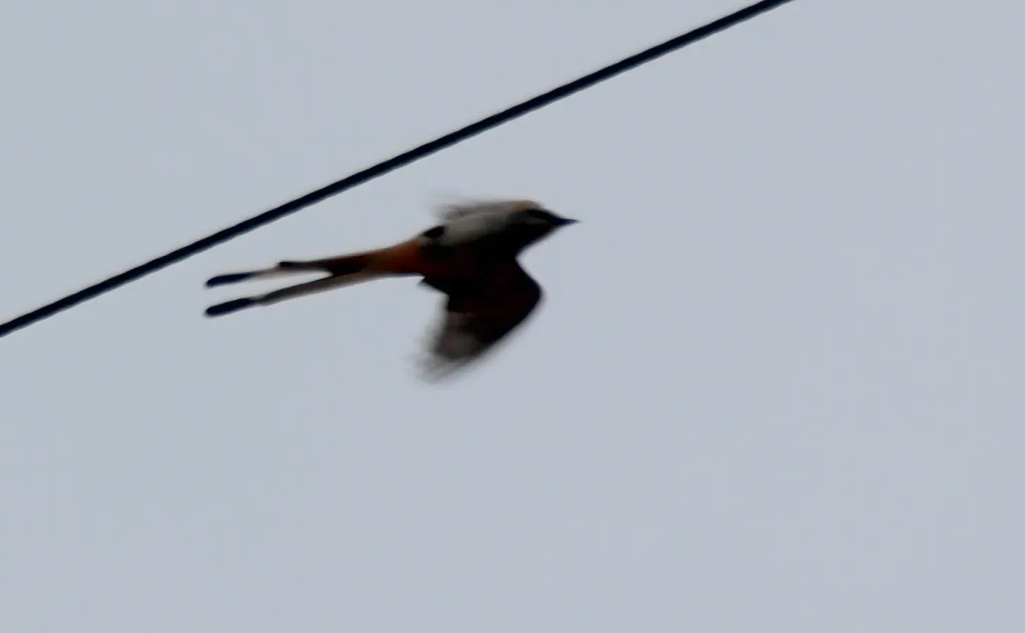 File:Tyrannus forficatus (Scissor-tailed Flycatcher) 01.jpg