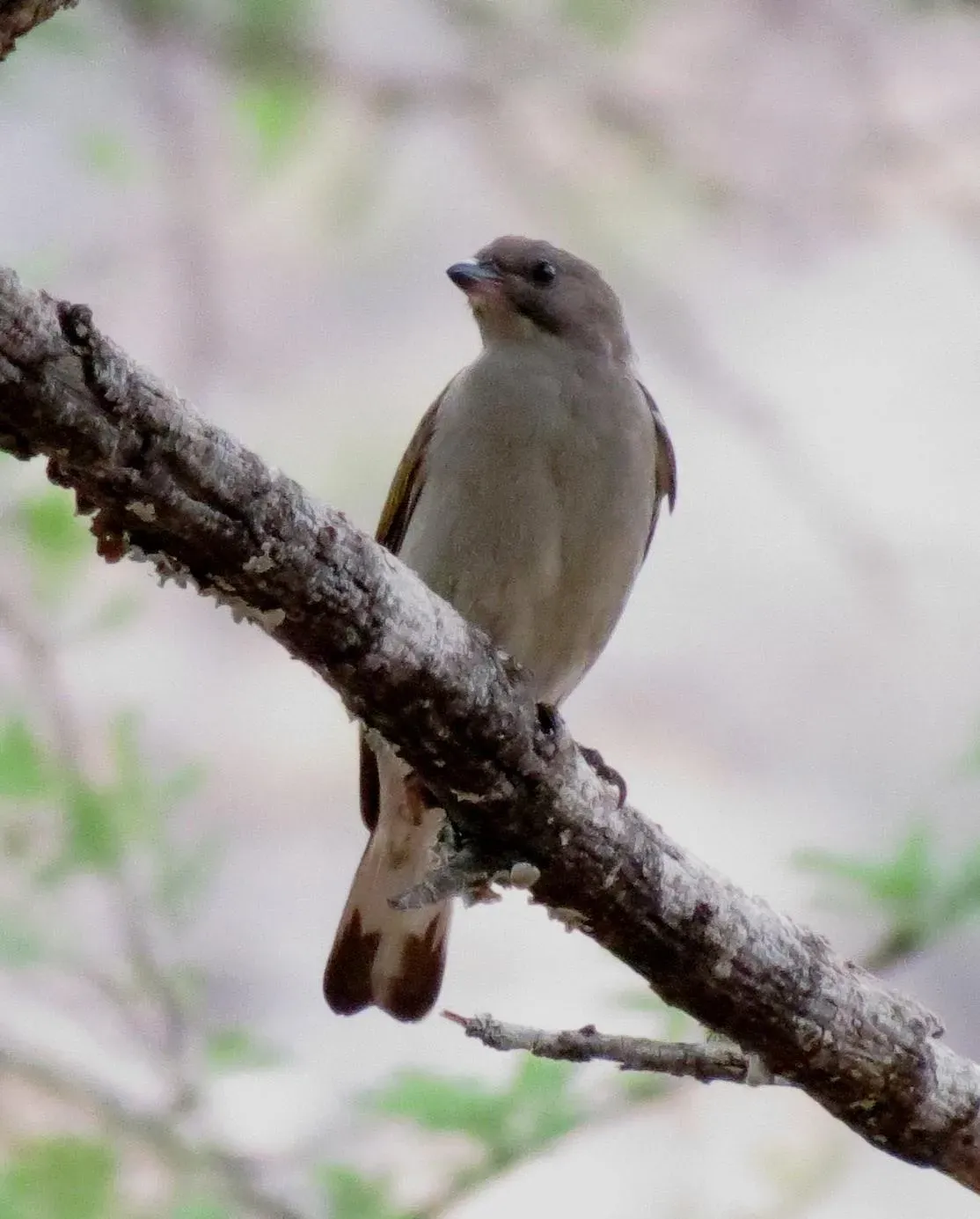 File:Indicator minor ssp. minor.jpg