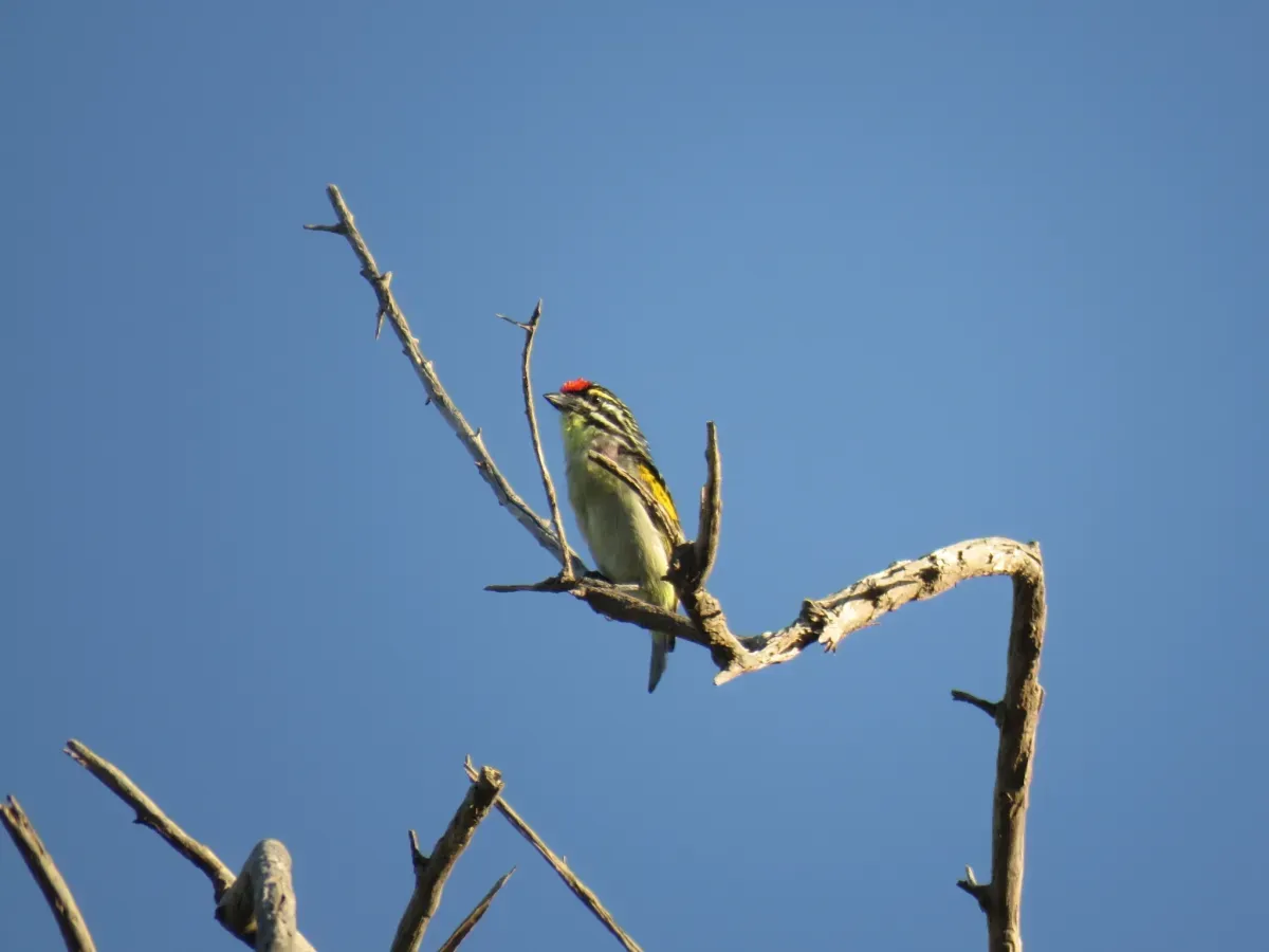 File:Pogoniulus pusillus ssp. pusillus.jpg