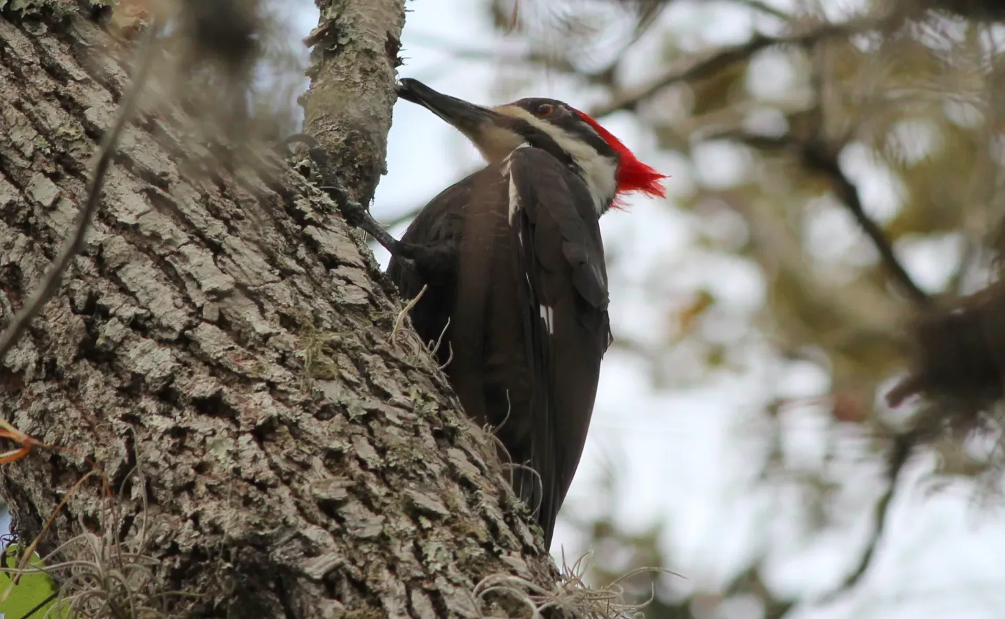 File:Dryocopus pileatus (Pileated Woodpecker) 21.jpg