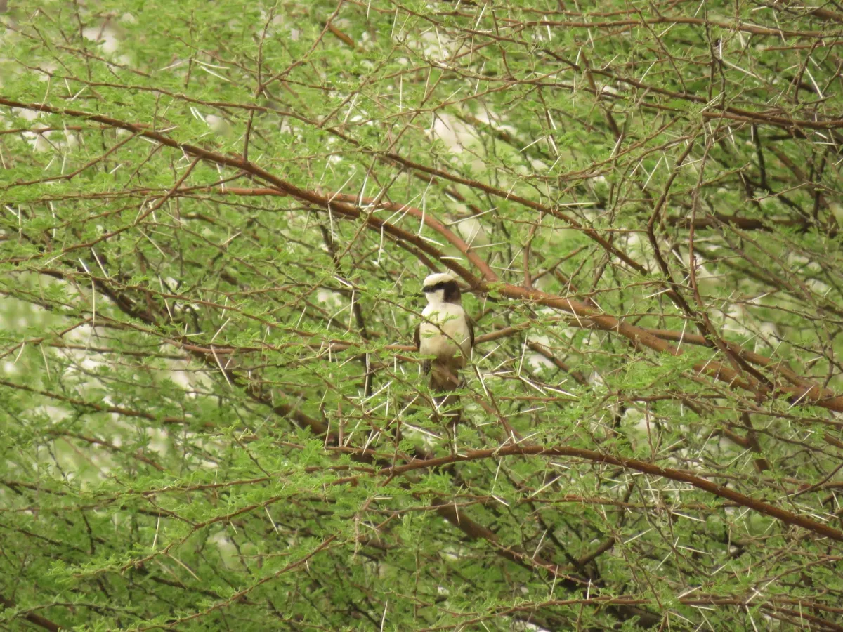 File:Eurocephalus anguitimens ssp. anguitimens.jpg