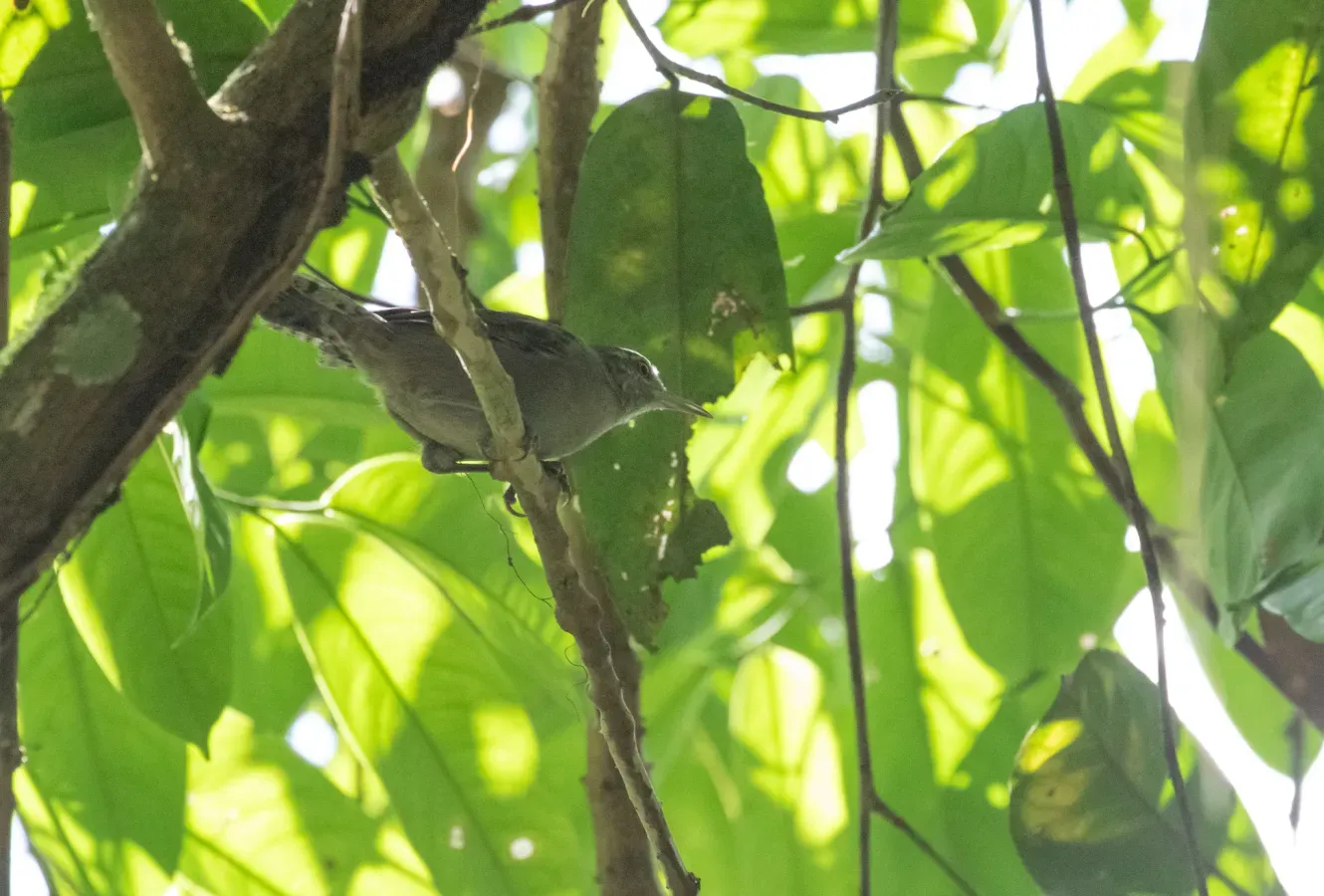 File:Cantorchilus griseus 108727526.jpg