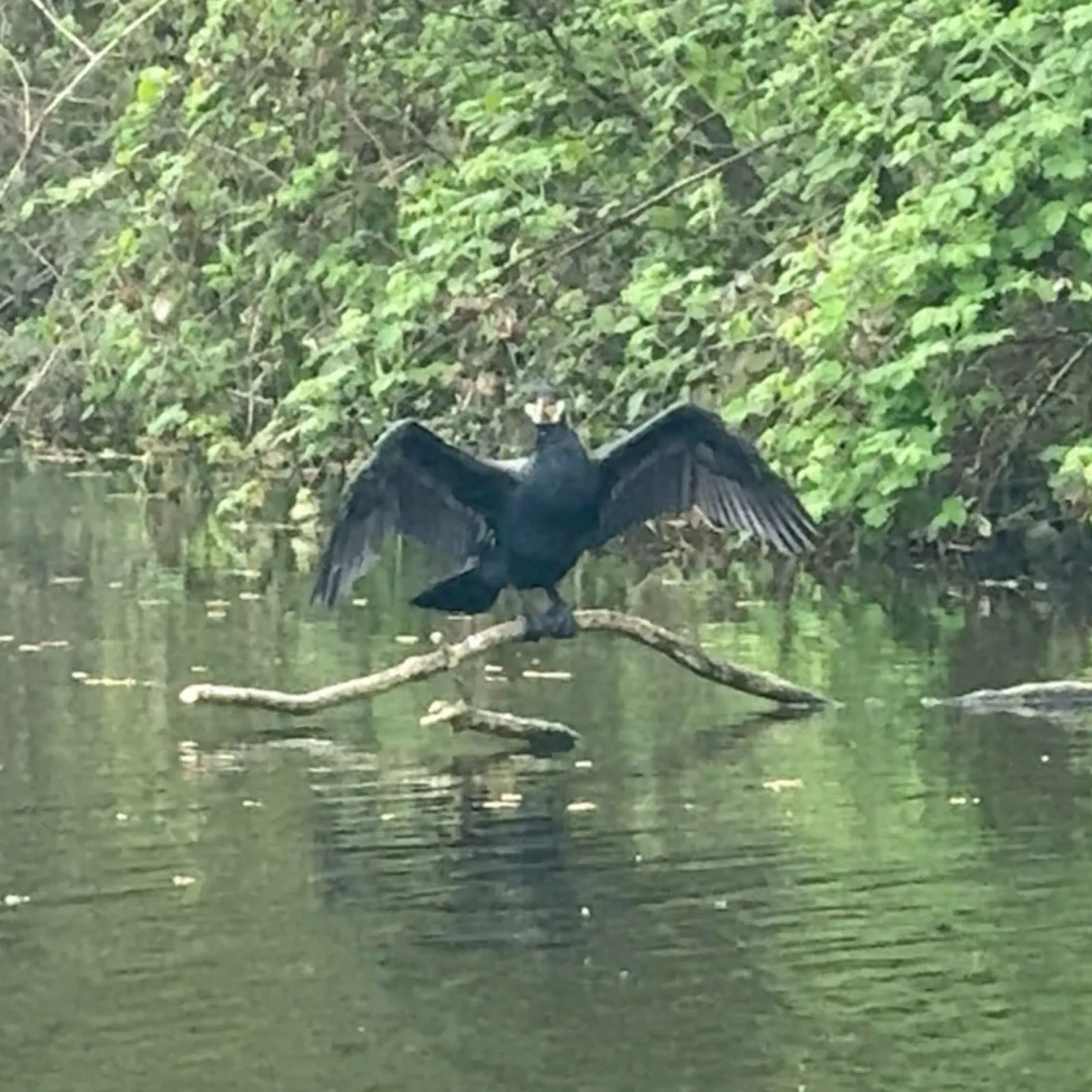 Waargenomen Aalscholver