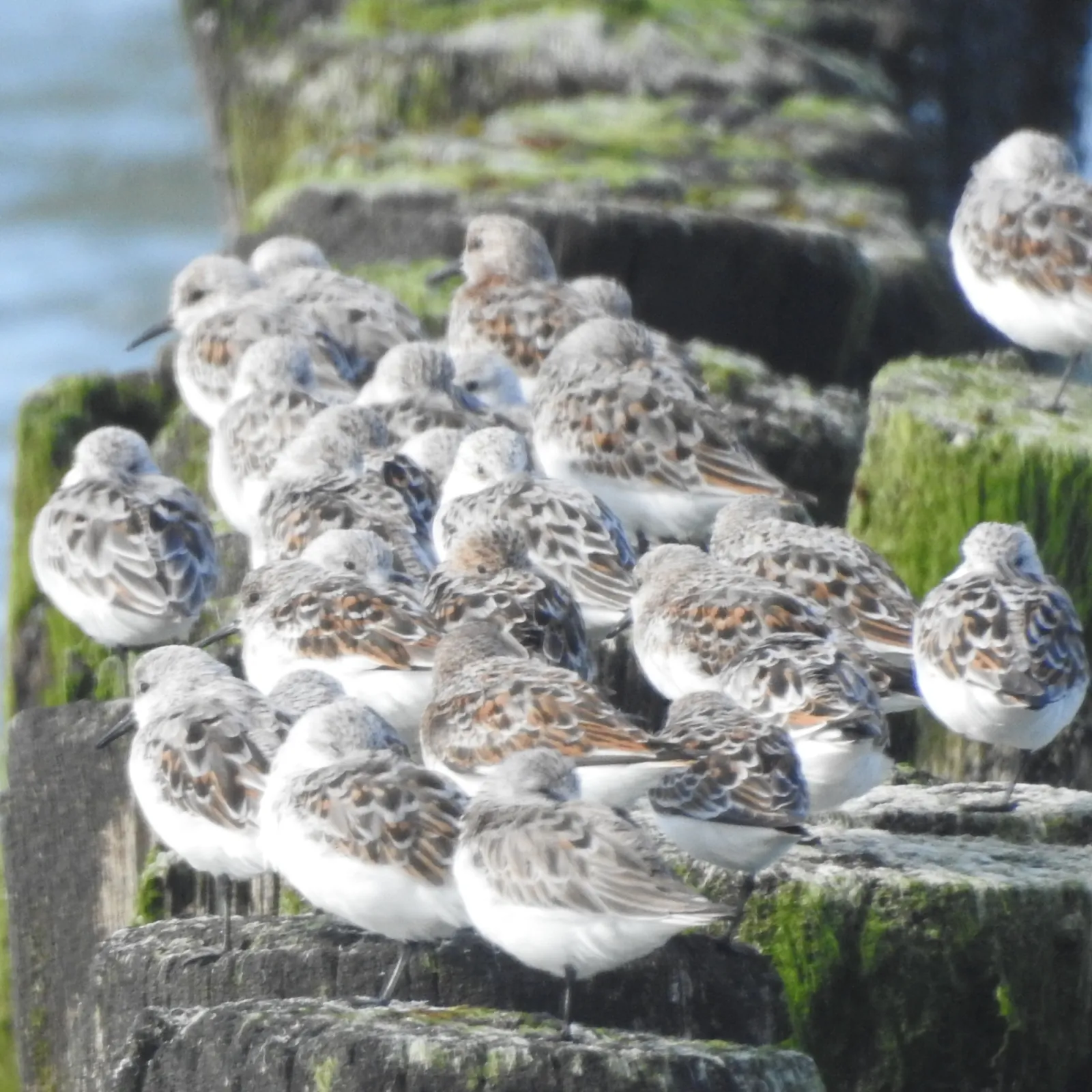 Waargenomen Drieteenstrandloper