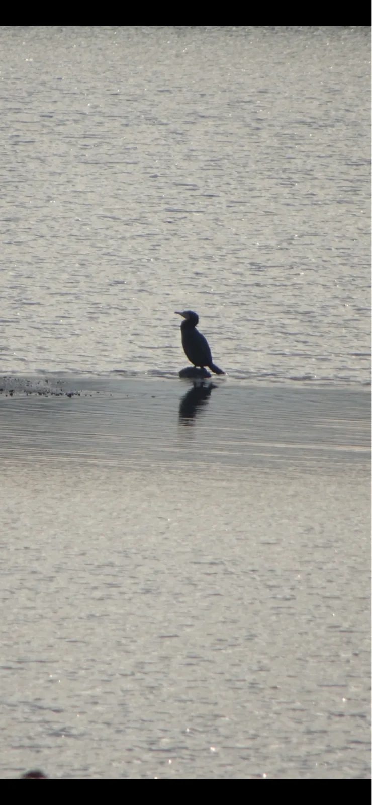 Gespotte Aalscholver