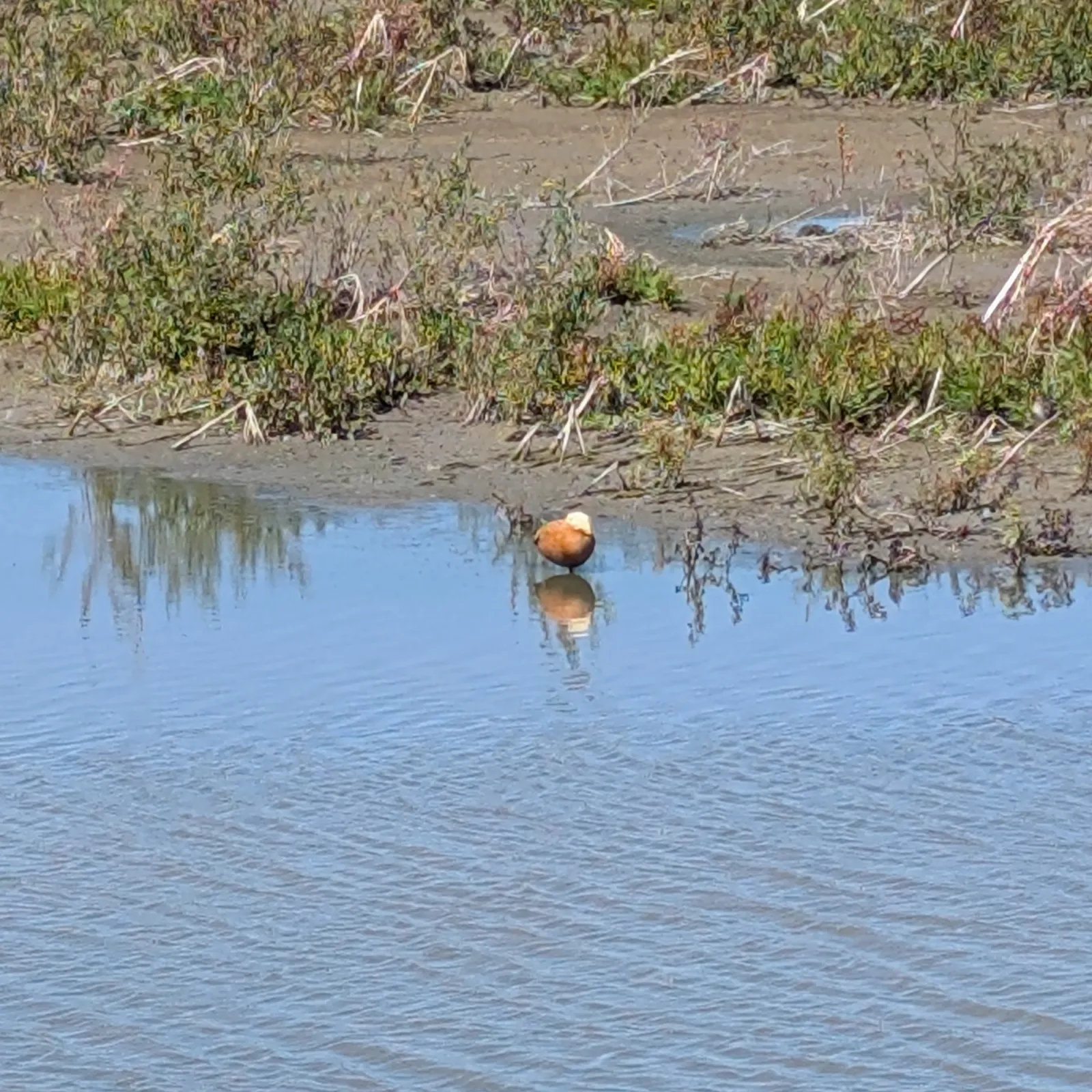 Spotted Ruddy Shelduck