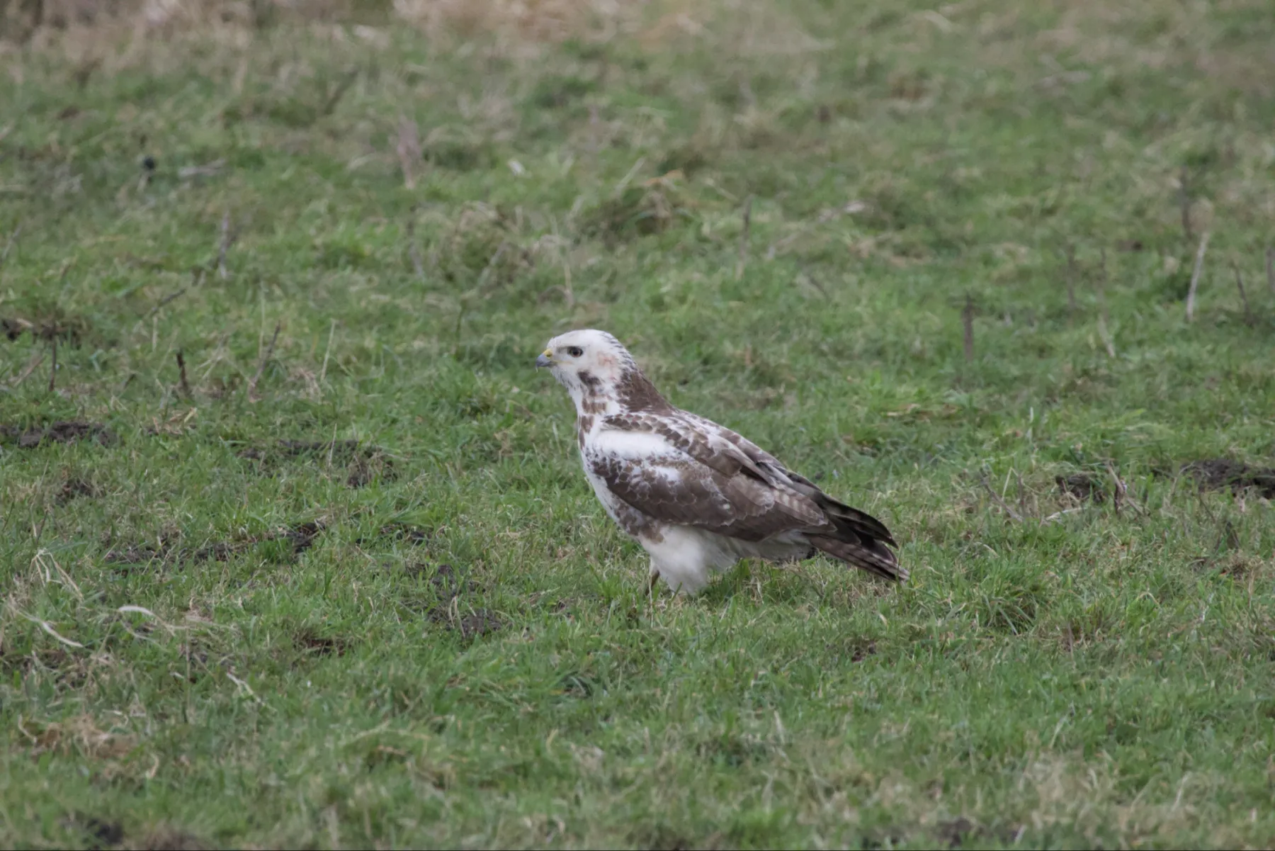 Gespotte Buizerd