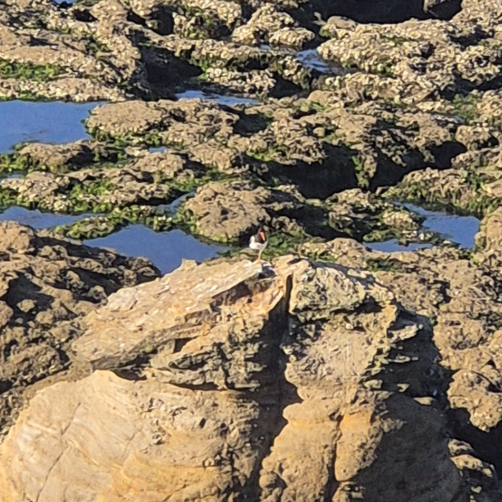 Waargenomen Scholekster