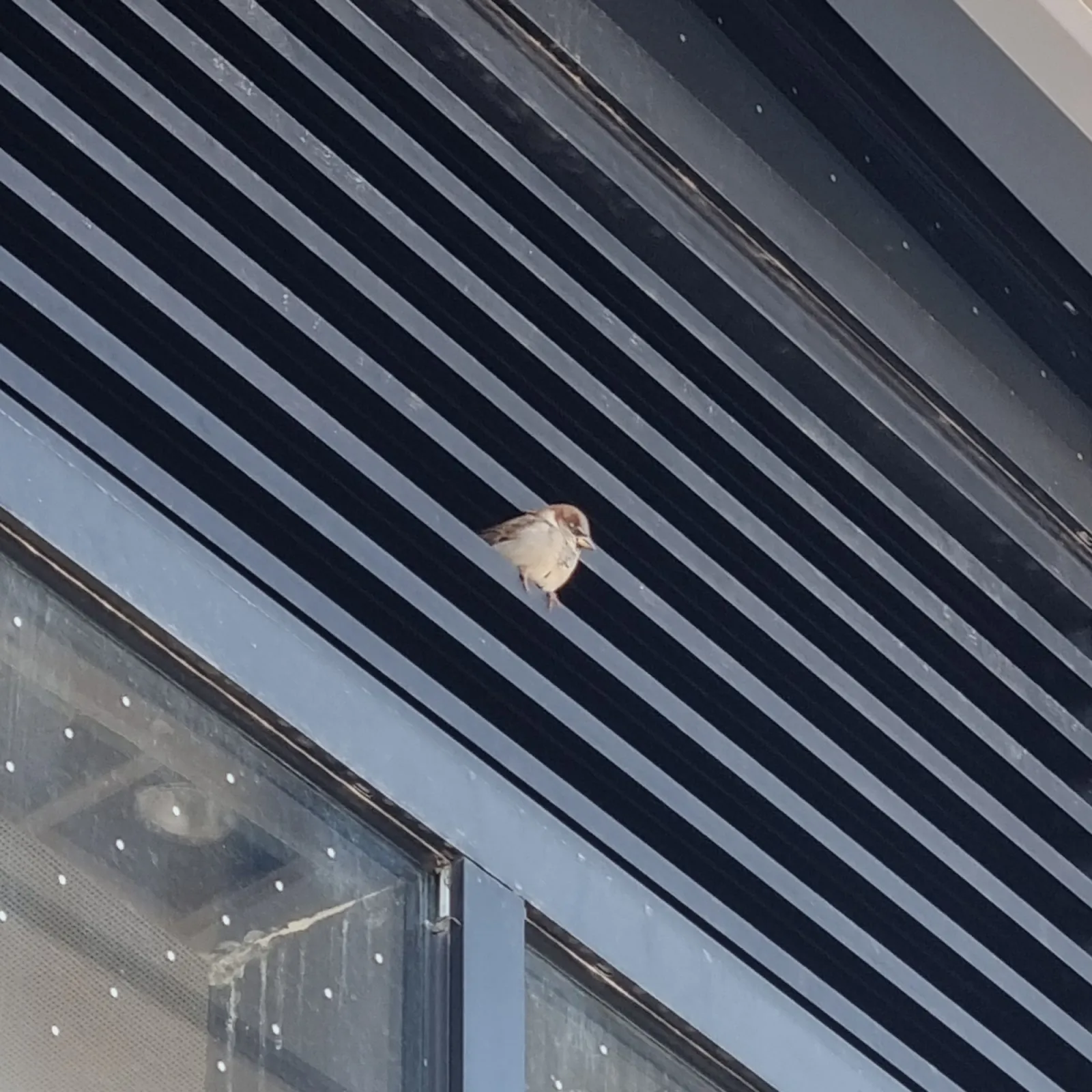 Spotted House Sparrow