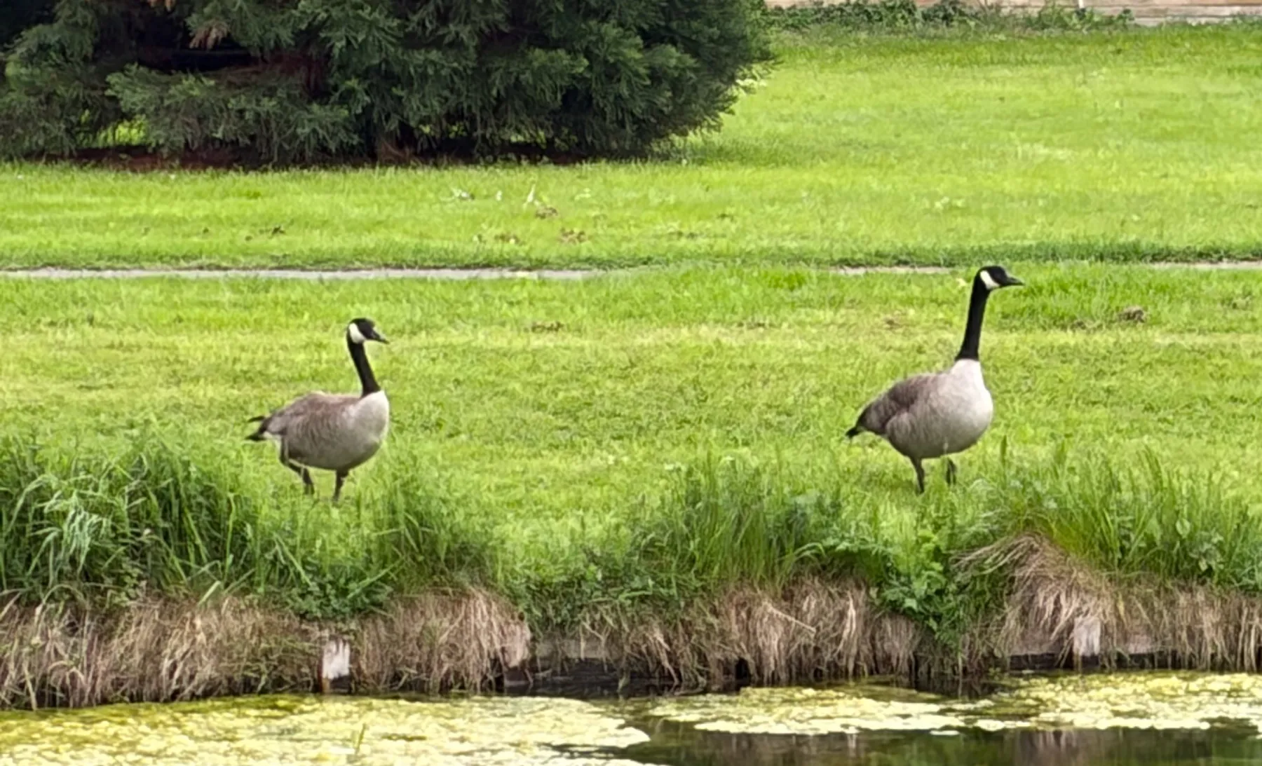 Waargenomen Grote Canadese gans