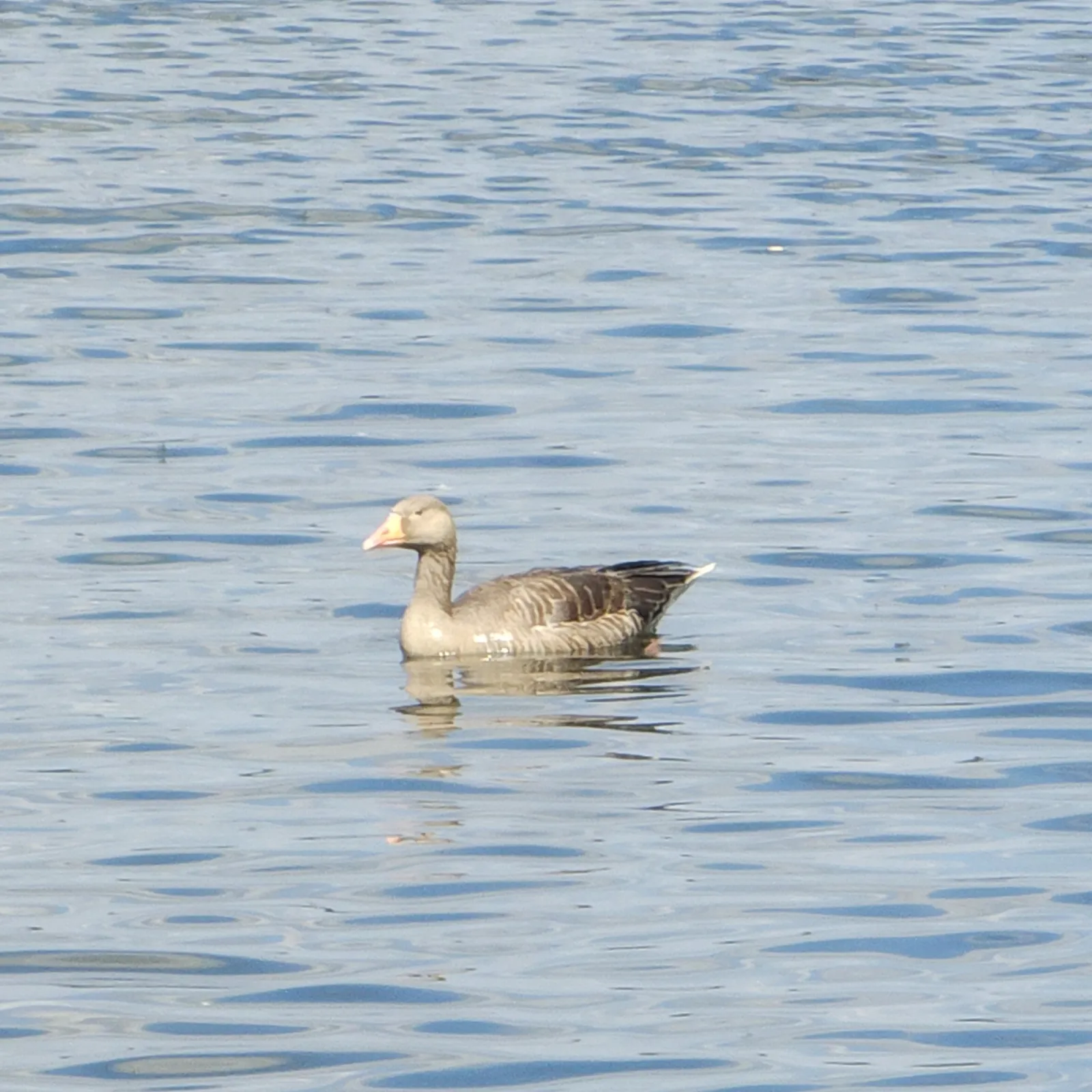 Spotted Graylag Goose
