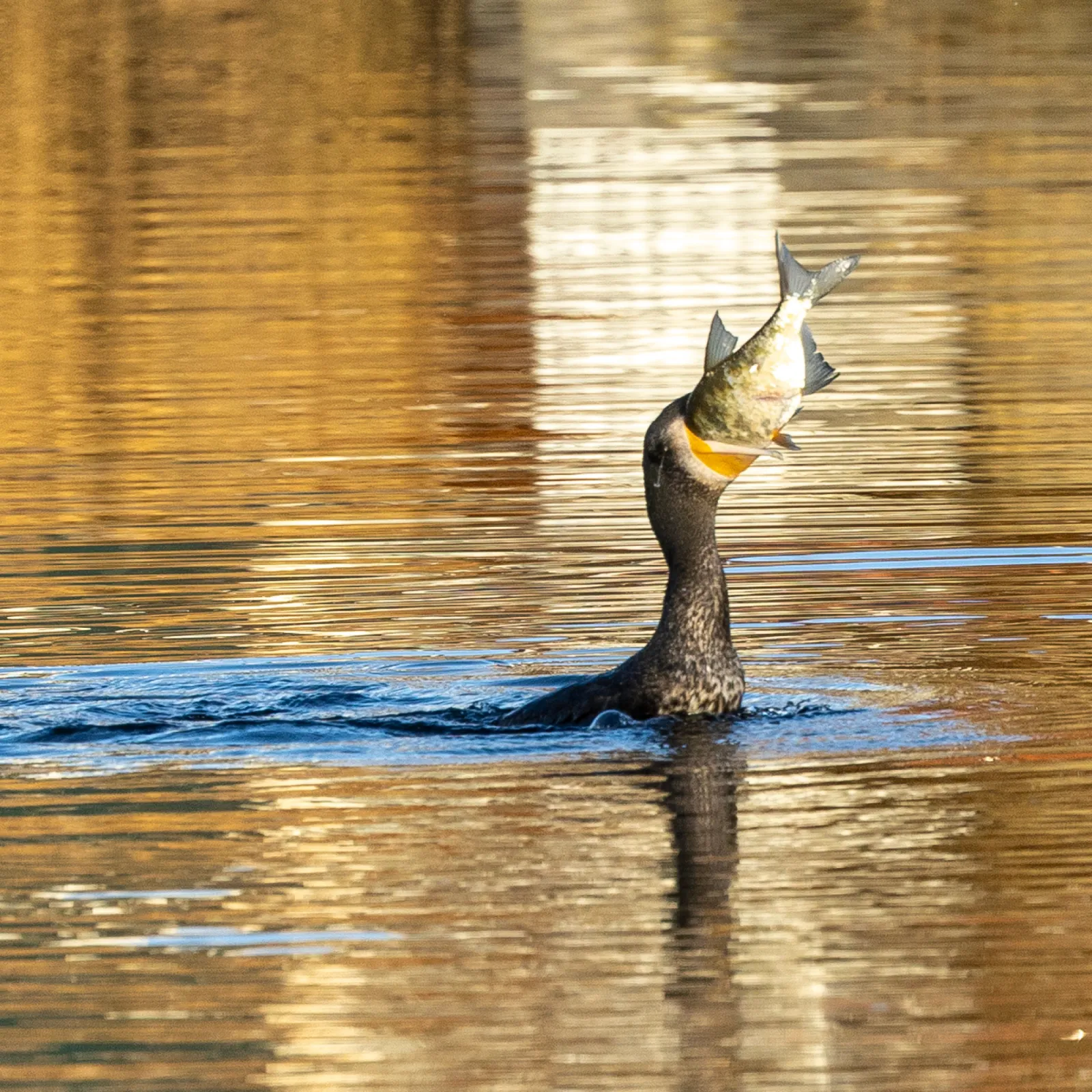 Gespotte Aalscholver