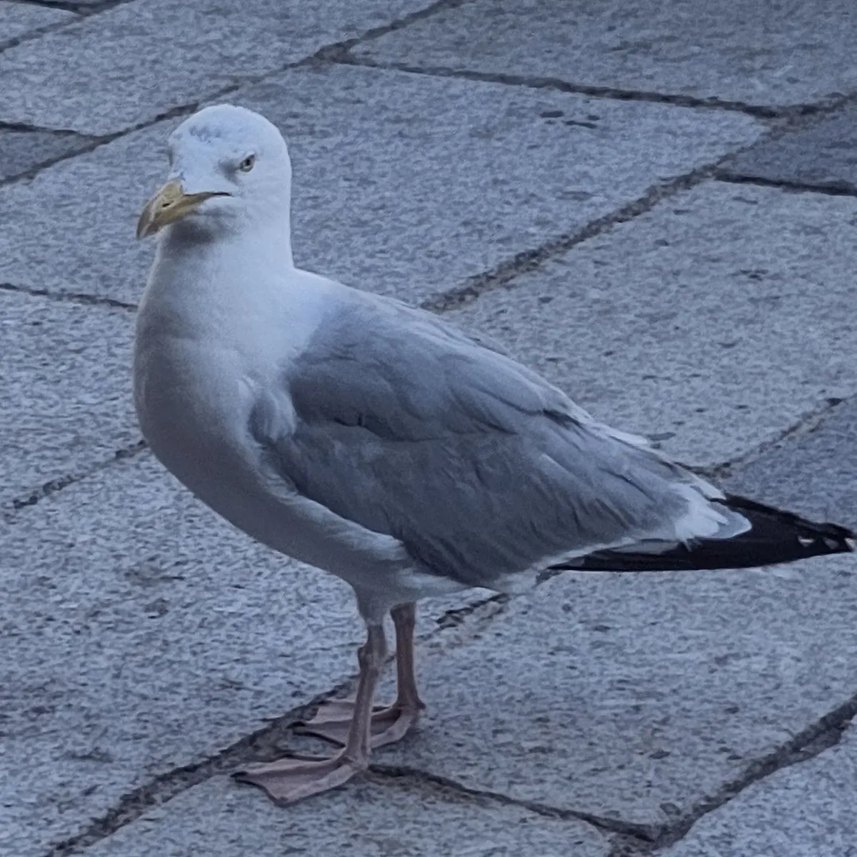 Waargenomen Zilvermeeuw