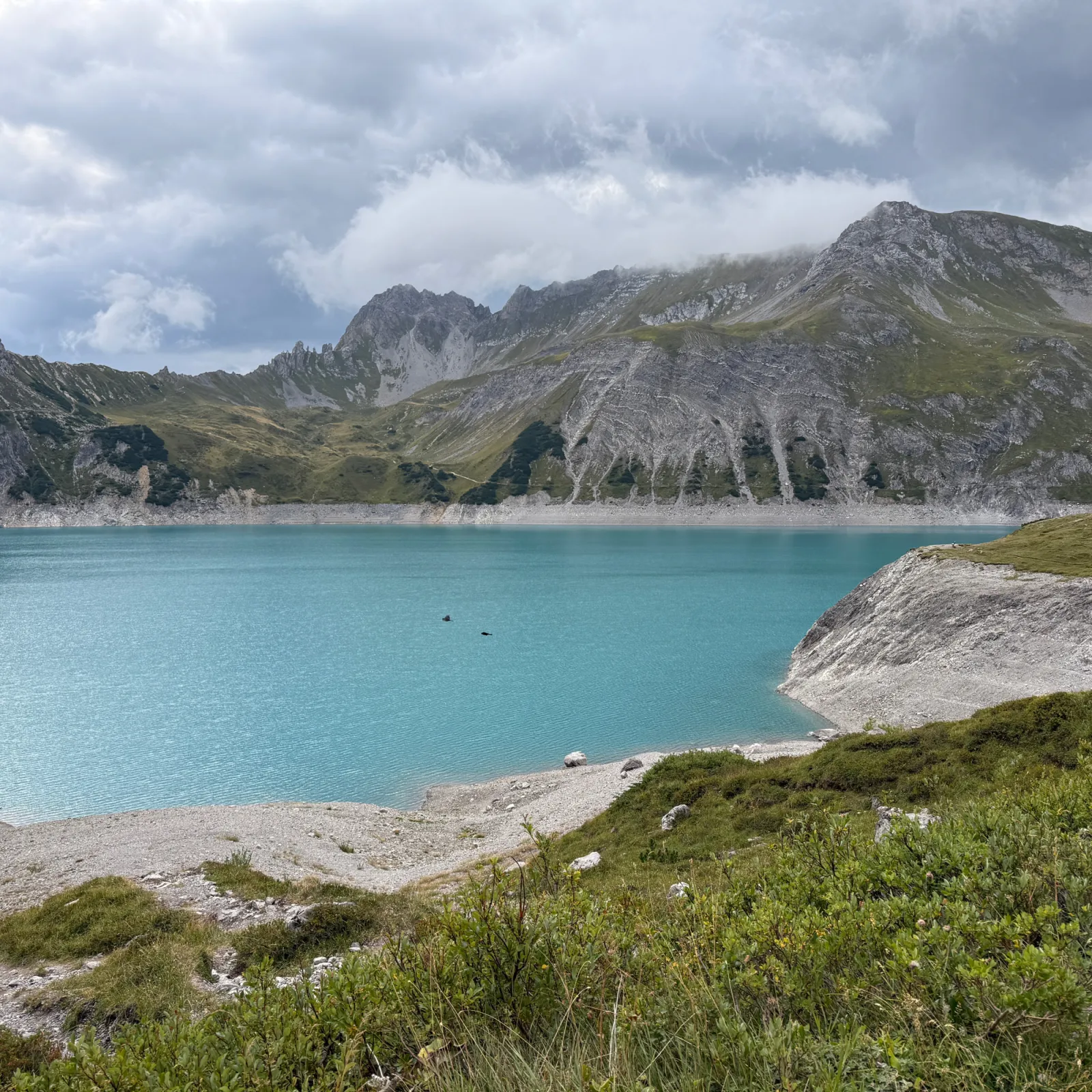 Waargenomen Alpenkauw