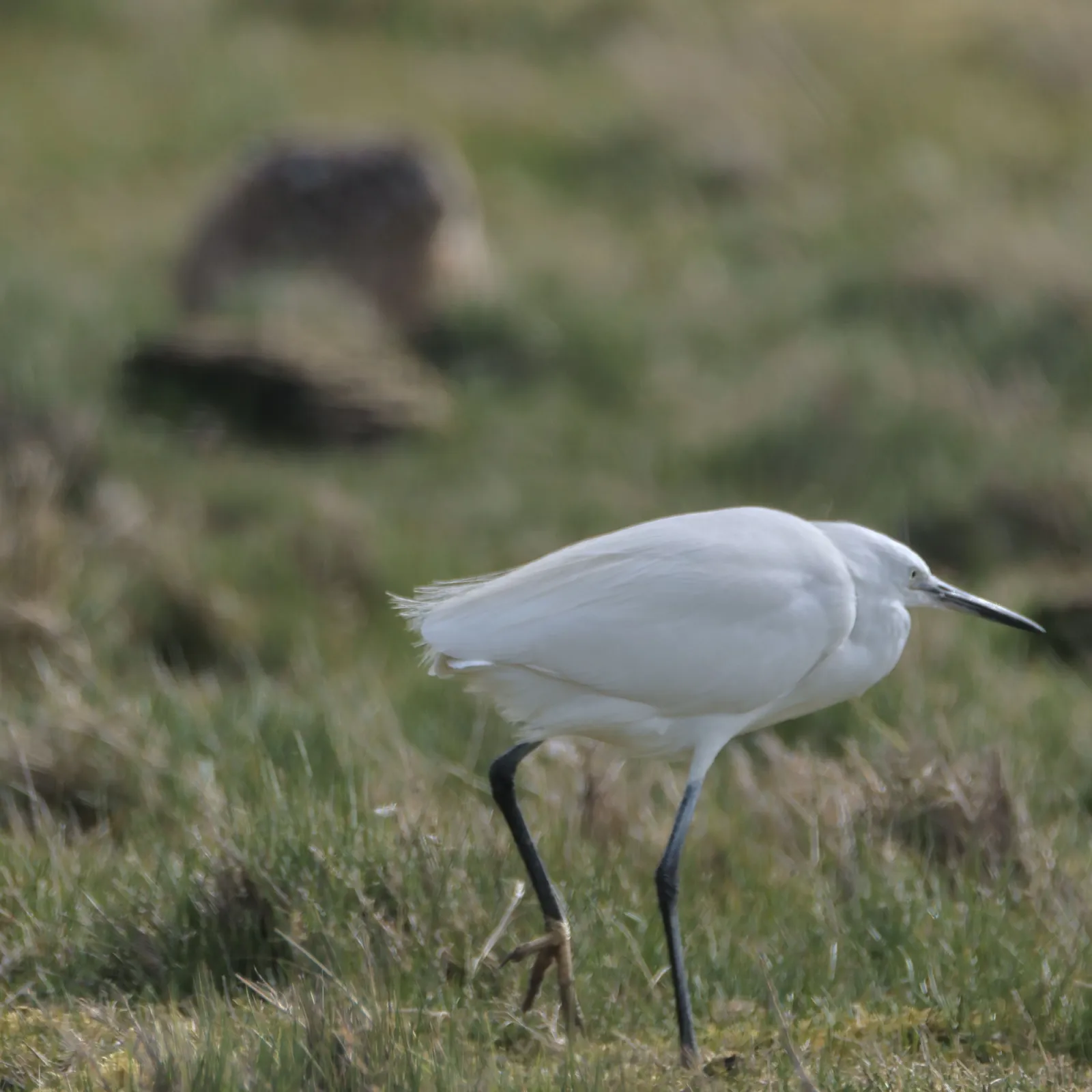 Gespotte Kleine zilverreiger