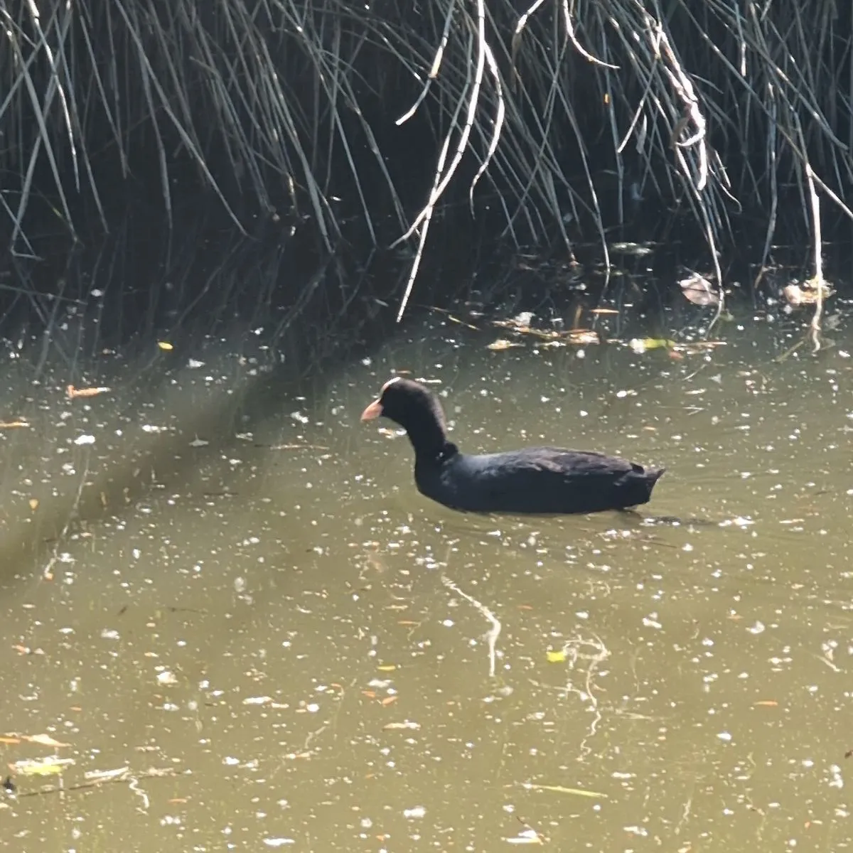 Waargenomen Meerkoet