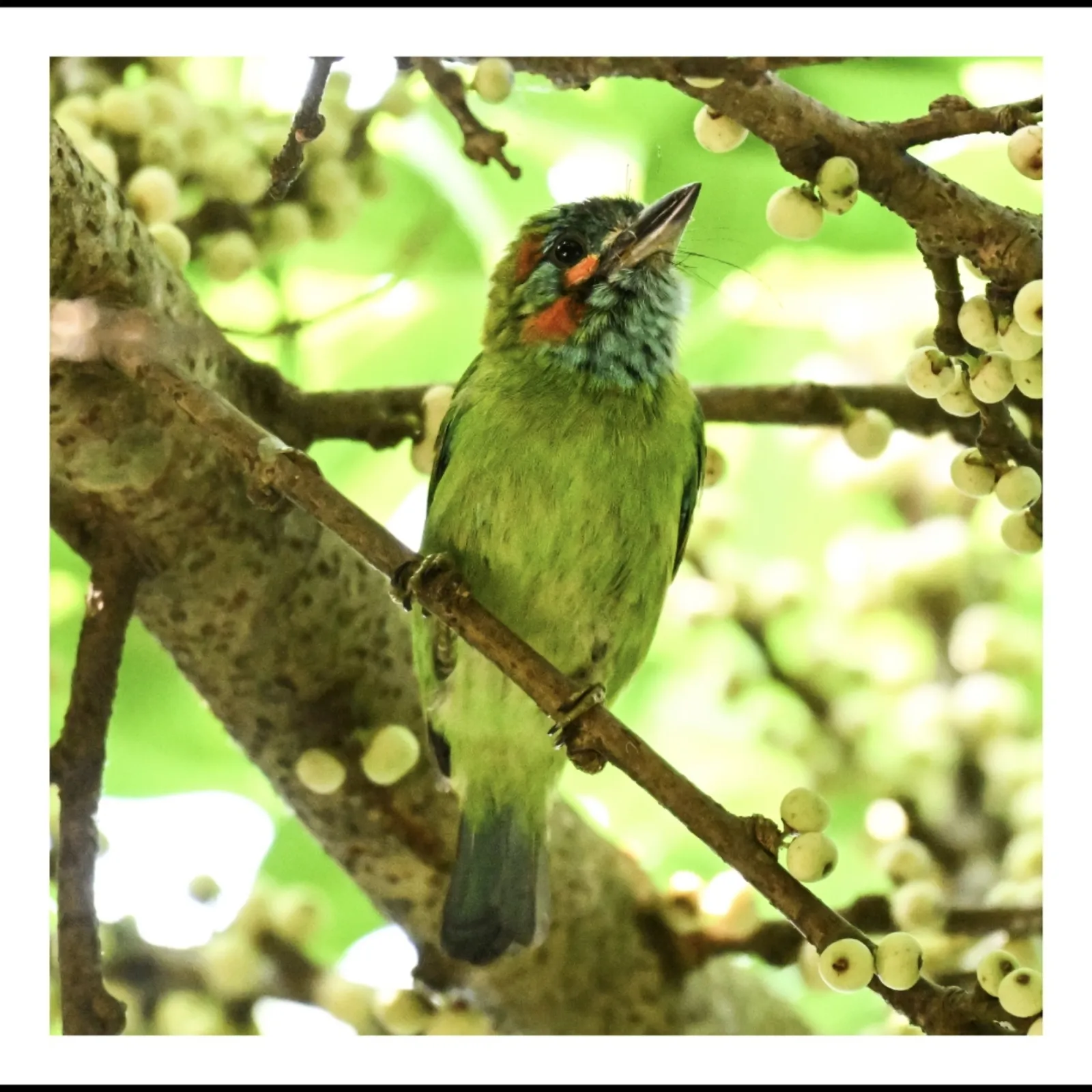 Gespotte Blauwoorbaardvogel