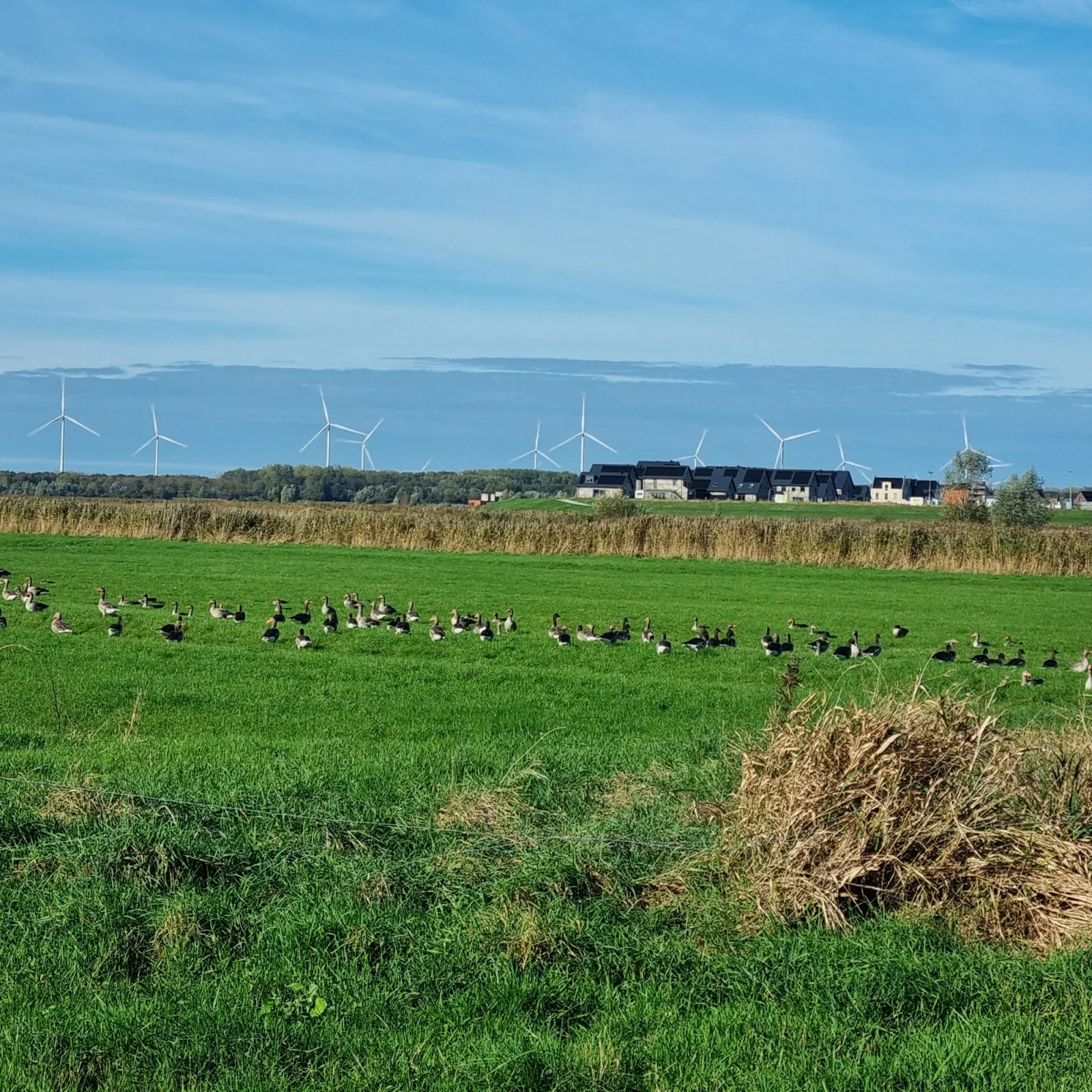 Gespotte Grauwe gans