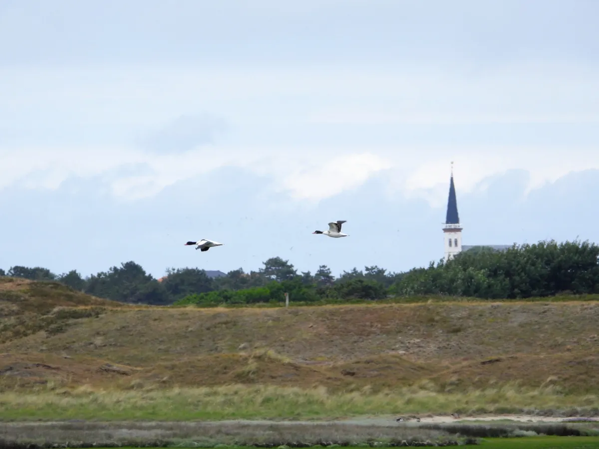 Waargenomen Bergeend