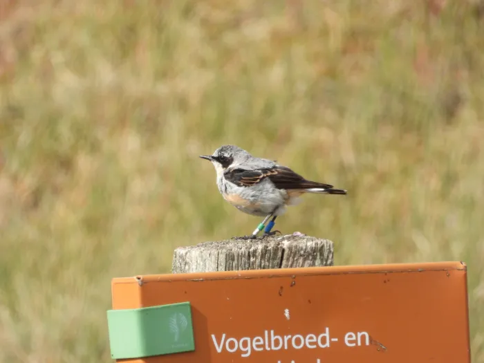 Waargenomen Tapuit