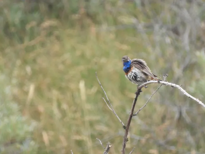 Waargenomen Blauwborst