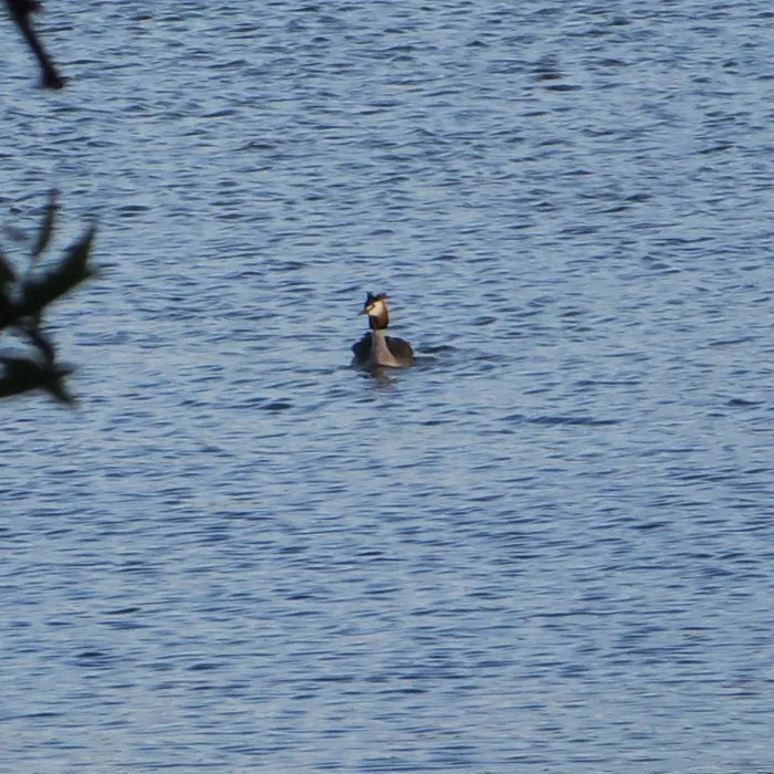 Great Crested Grebe
