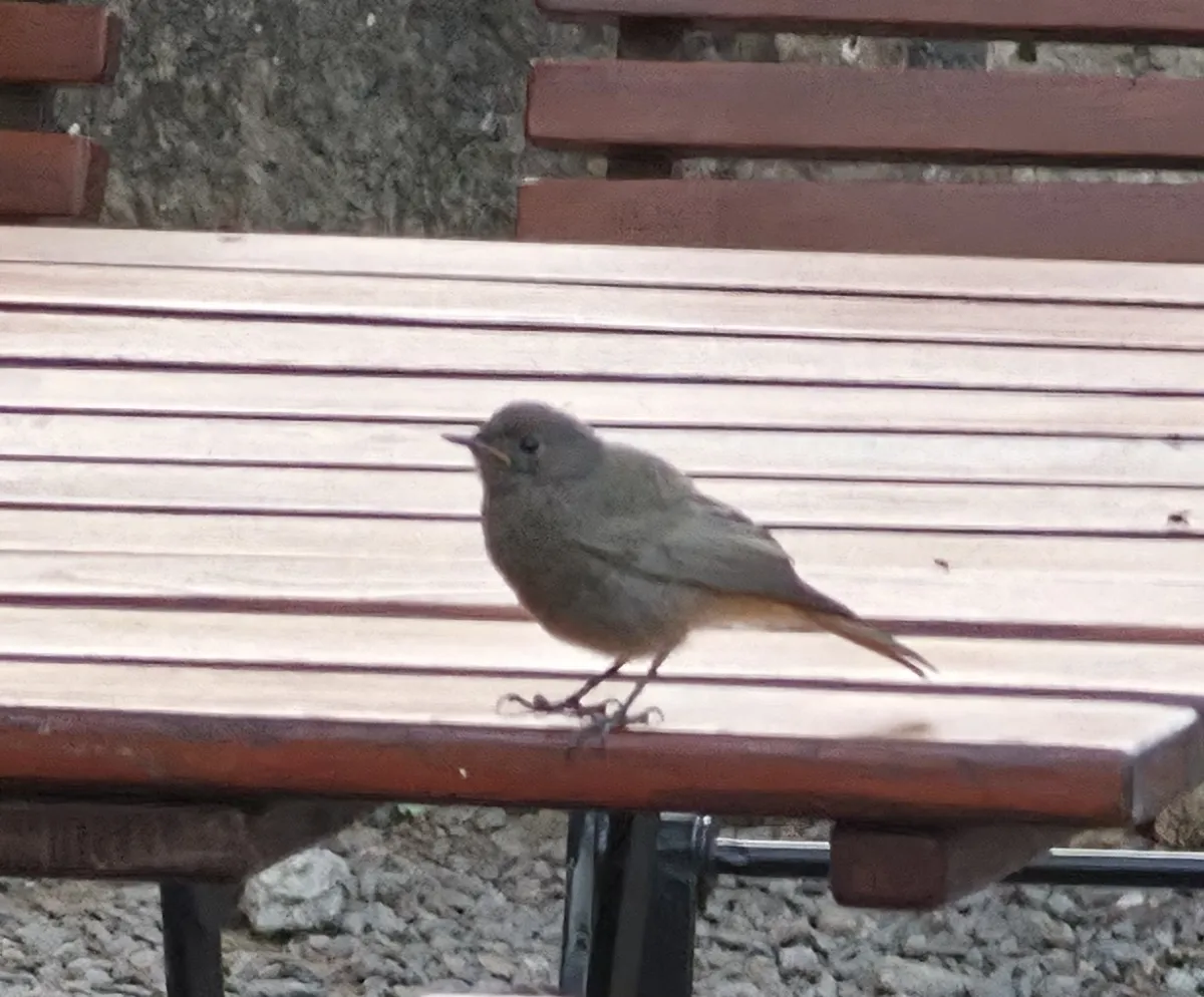 Spotted Black Redstart