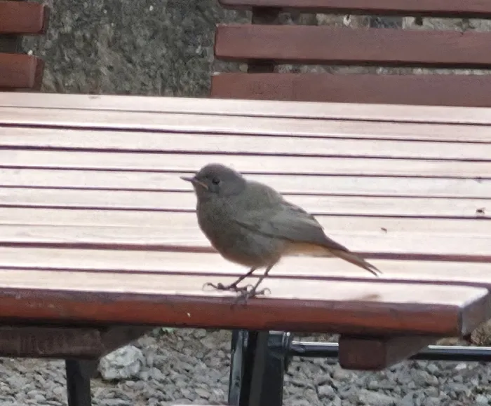 Spotted Black Redstart
