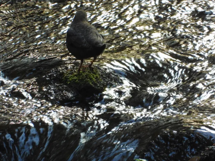 Spotted White-throated Dipper