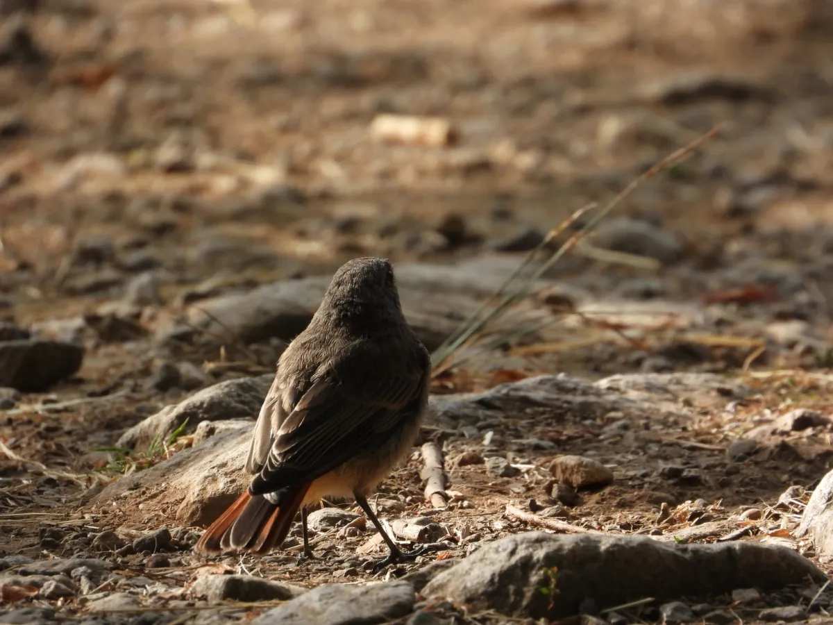 Spotted Black Redstart