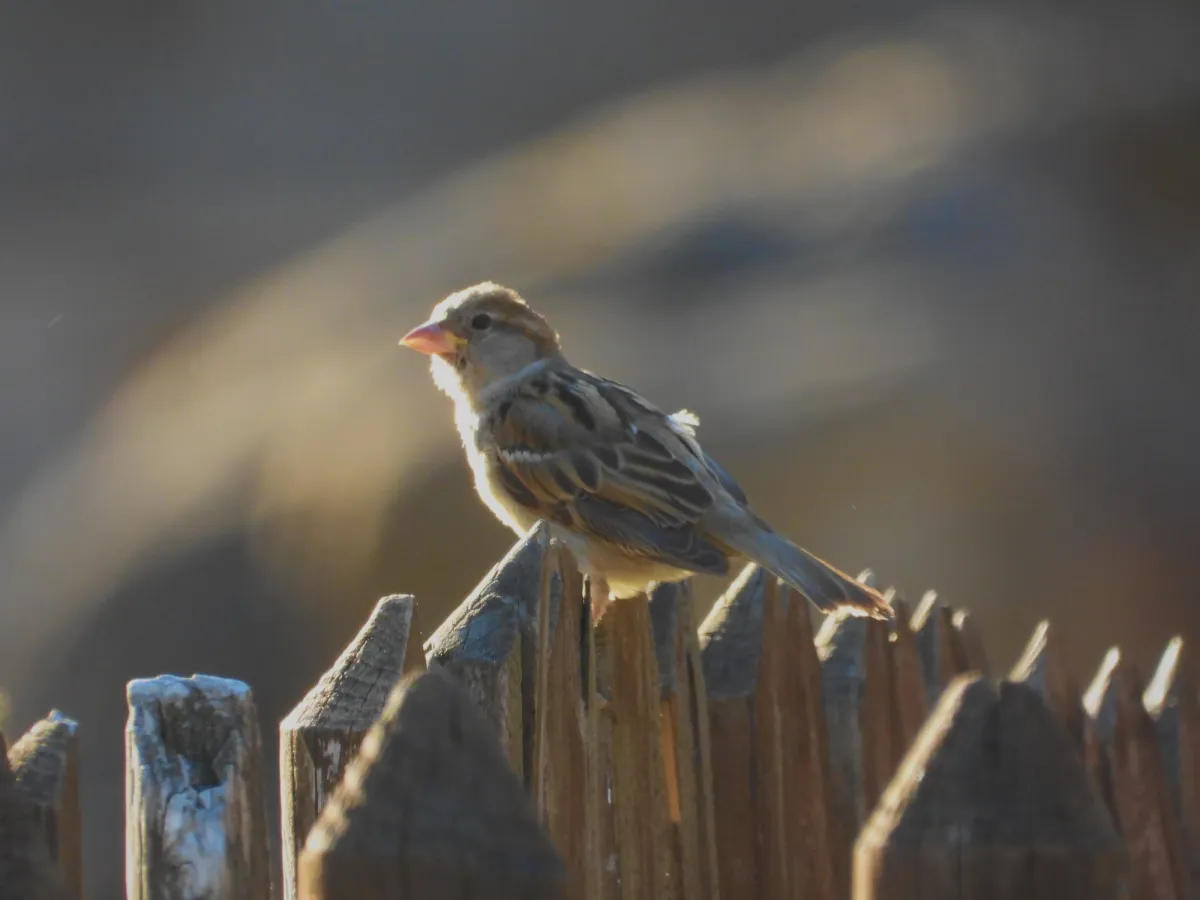 Spotted House Sparrow