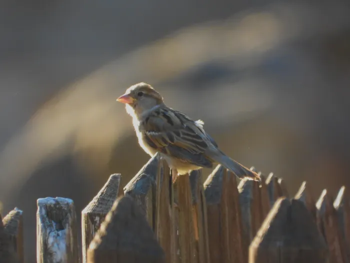 Spotted House Sparrow
