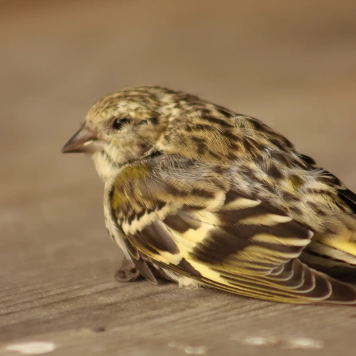 Spotted Pine Siskin