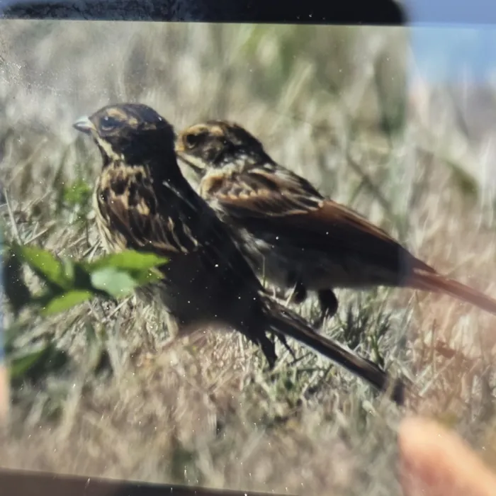 Spotted Reed Bunting