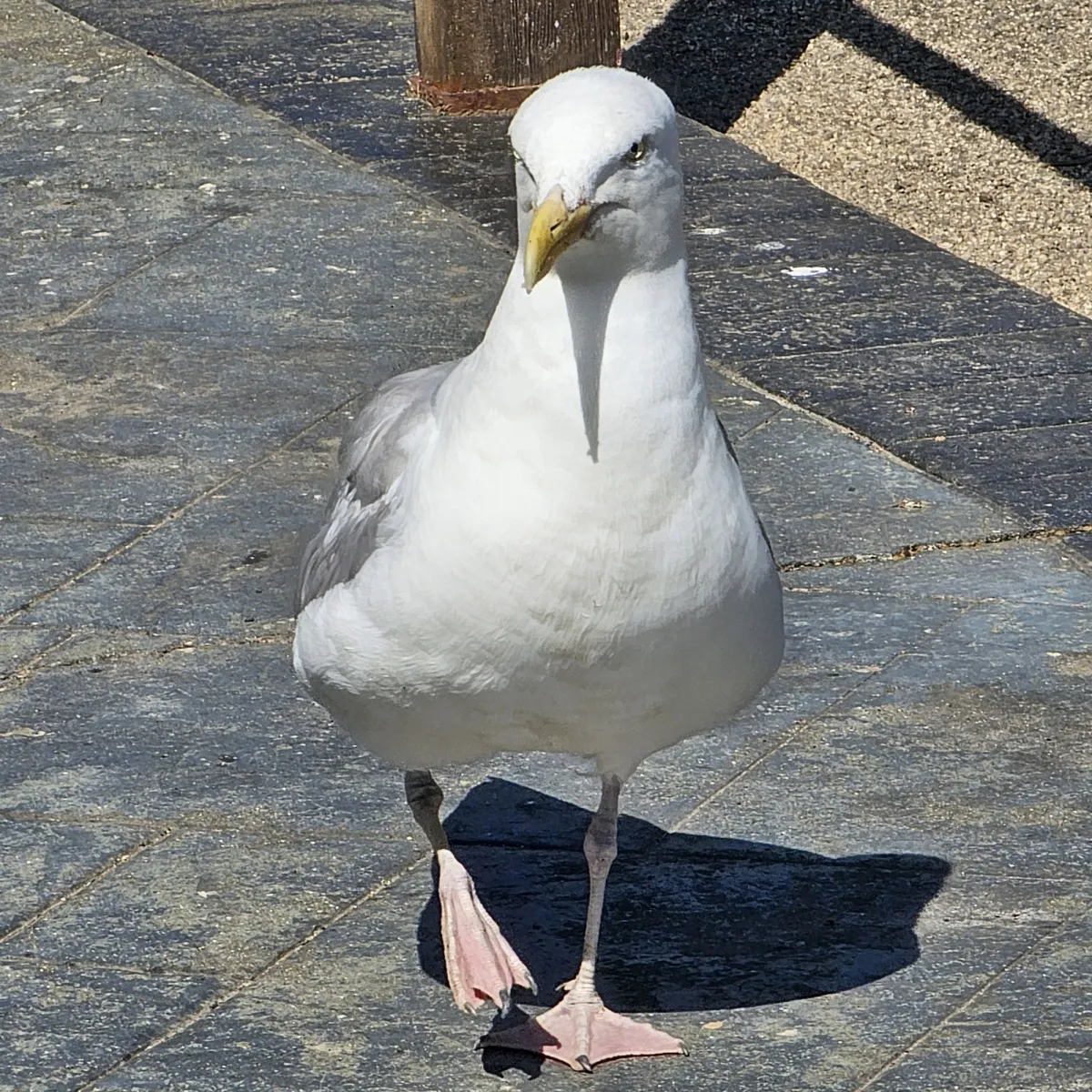 Spotted European Herring Gull