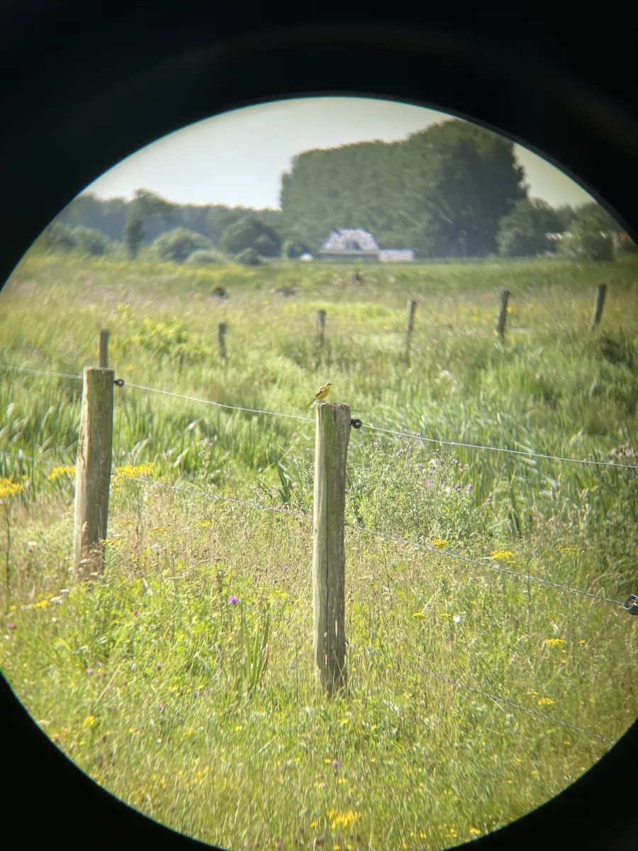 Spotted Western Yellow Wagtail