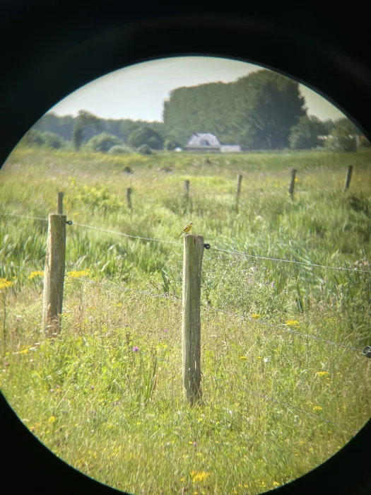 Spotted Western Yellow Wagtail