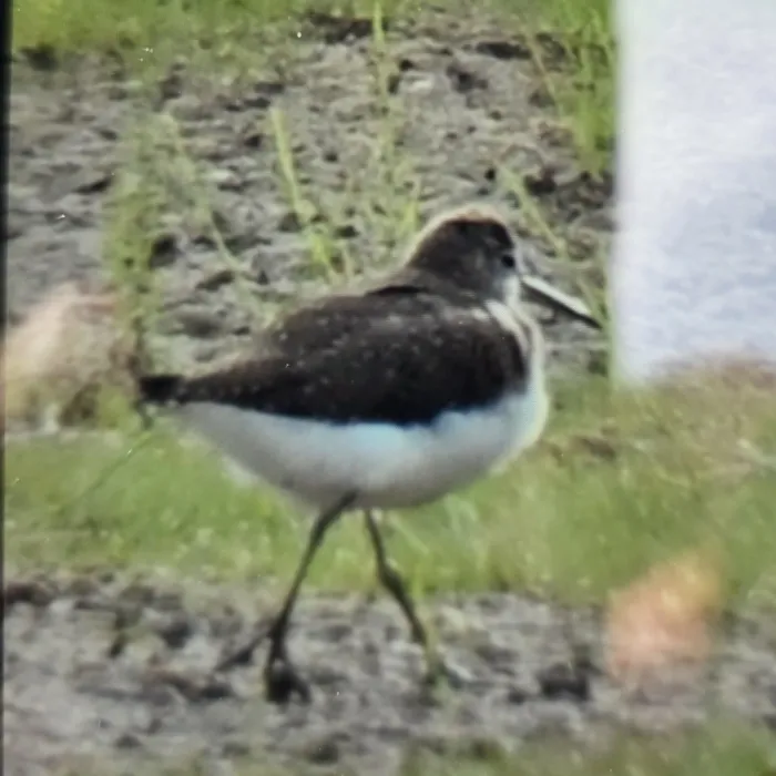 Spotted Green Sandpiper