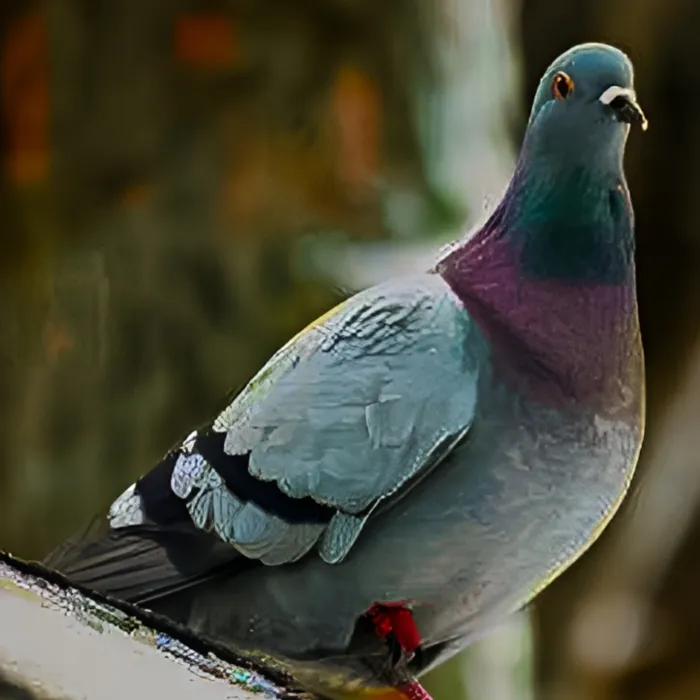 Spotted Stock Dove