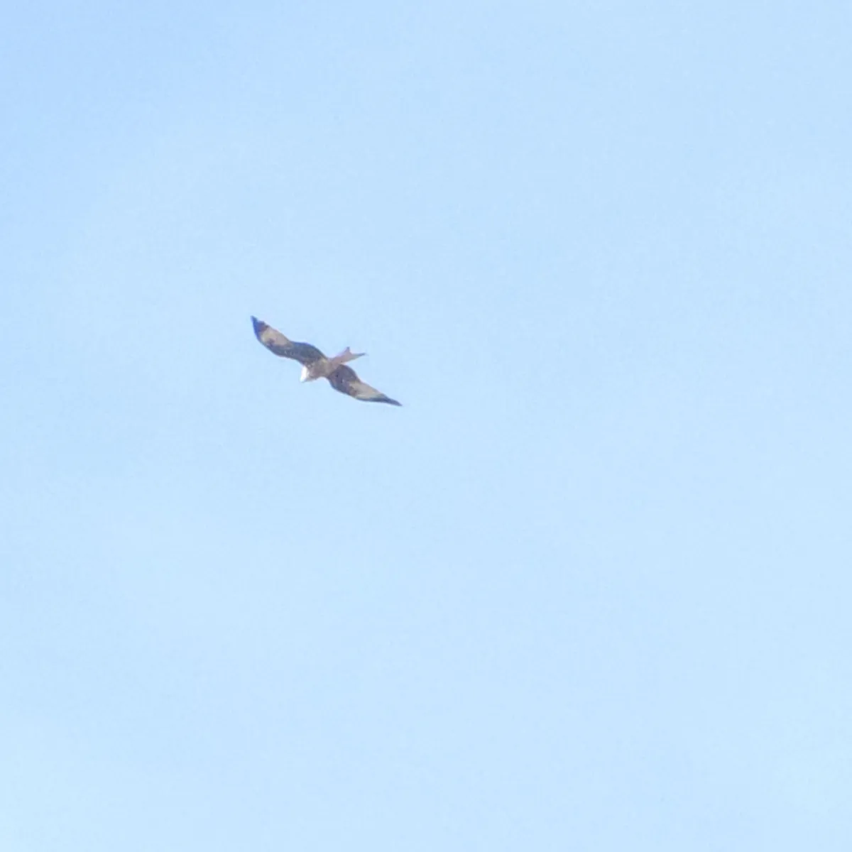 Spotted Red Kite