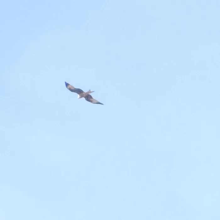 Spotted Red Kite