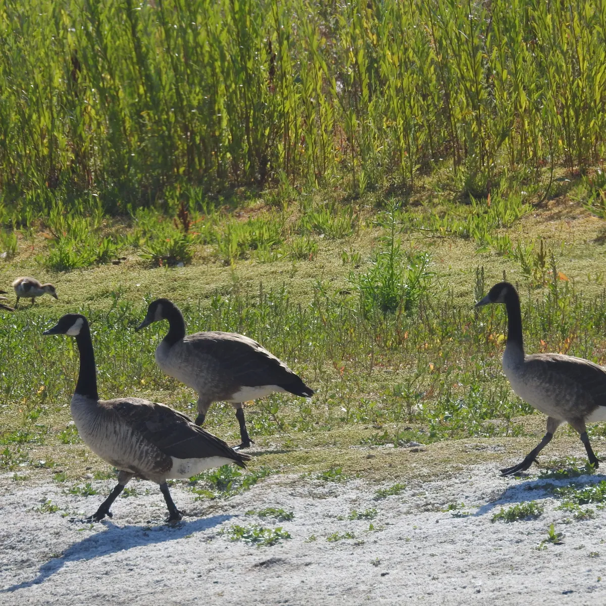 Spotted Canada Goose