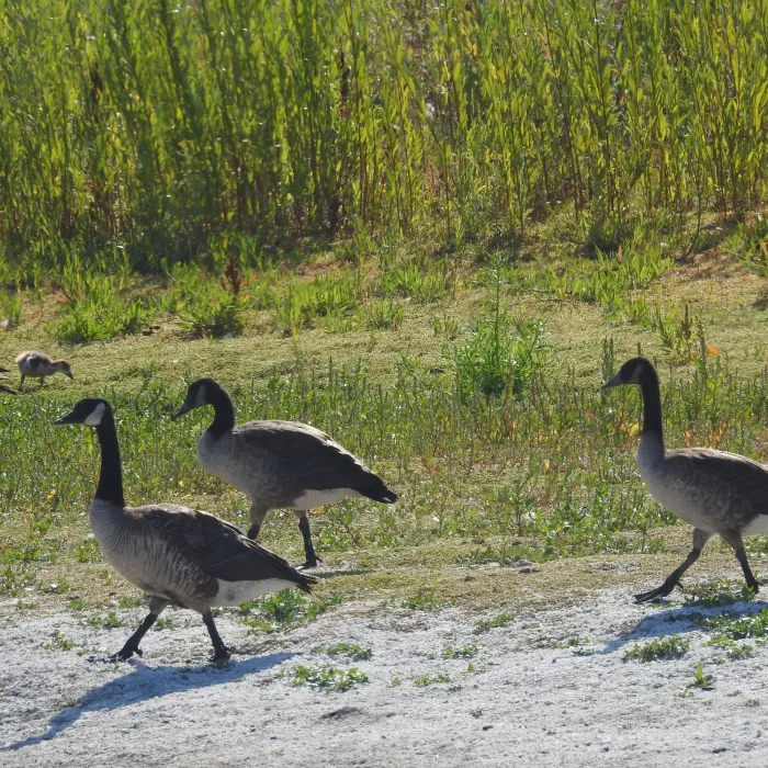 Spotted Canada Goose