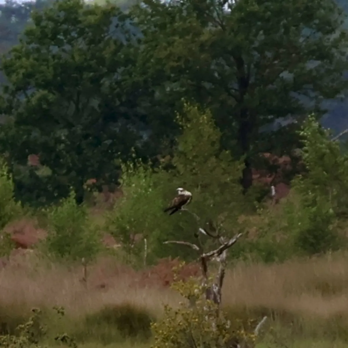 Spotted Osprey