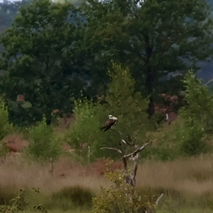 Spotted Osprey
