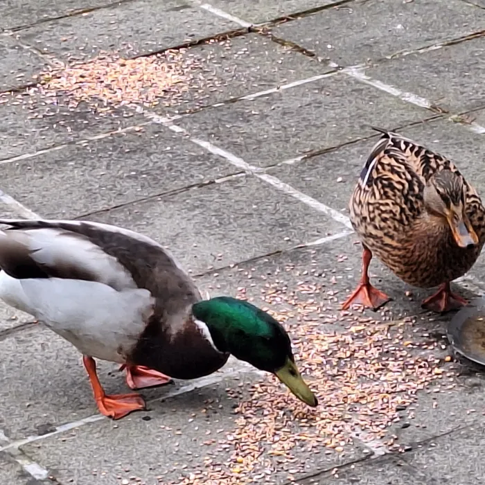 Waargenomen Wilde eend