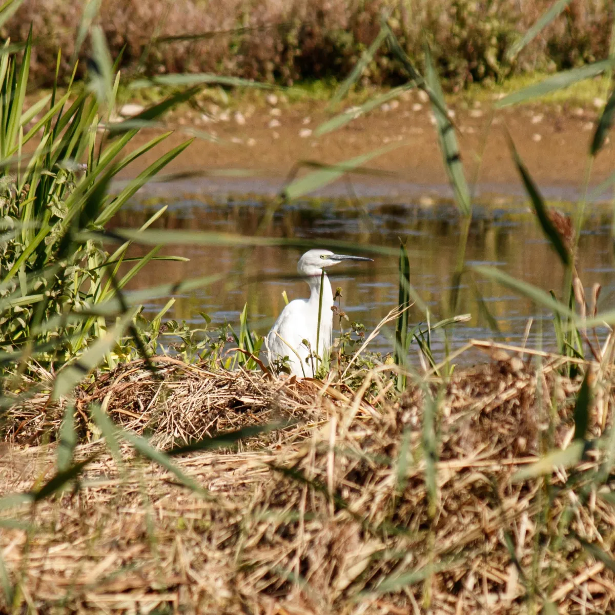 Waargenomen Kleine zilverreiger