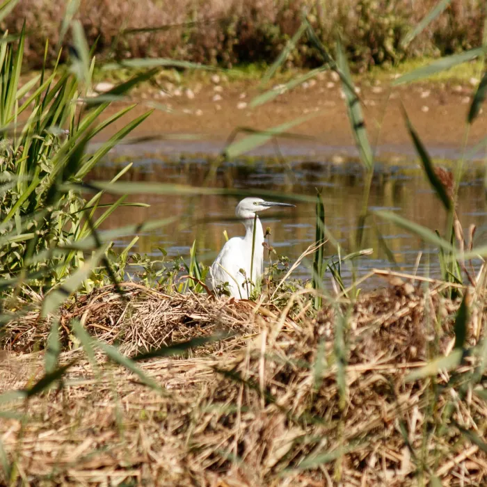 Waargenomen Kleine zilverreiger